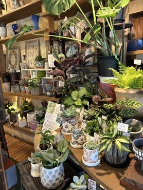 夏の観葉植物シーズンですね☆彡 夏の観葉植物シーズンですね☆彡