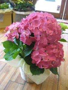 今日も花たちに潤わされて・・・｜「フローリスト飾り屋」　（鹿児島県鹿児島市の花キューピット加盟店 花屋）のブログ