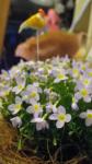ひなそう✿✿✿✿｜「フローリスト飾り屋」　（鹿児島県鹿児島市の花キューピット加盟店 花屋）のブログ