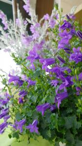 青い花で　癒されています｜「フローリスト飾り屋」　（鹿児島県鹿児島市の花キューピット加盟店 花屋）のブログ