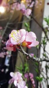うす桃色の　梅の花～｜「フローリスト飾り屋」　（鹿児島県鹿児島市の花キューピット加盟店 花屋）のブログ