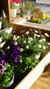 春の花だより｜「フローリスト飾り屋」　（鹿児島県鹿児島市の花キューピット加盟店 花屋）のブログ