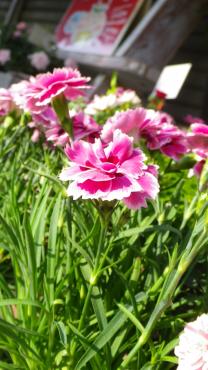 初夏の花たち・・・・・｜「フローリスト飾り屋」　（鹿児島県鹿児島市の花キューピット加盟店 花屋）のブログ