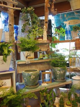 『マリンな気分で緑を楽しみましょう～』と題して、今日の様子・・・｜「フローリスト飾り屋」　（鹿児島県鹿児島市の花キューピット加盟店 花屋）のブログ