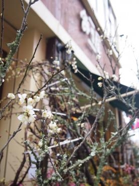 春の装い・・・　梅の木にパッと花が咲く～早春ですね｜「フローリスト飾り屋」　（鹿児島県鹿児島市の花キューピット加盟店 花屋）のブログ