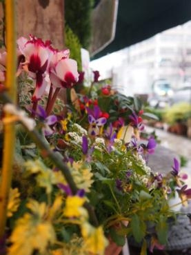 早春の香り　♪　♪｜「フローリスト飾り屋」　（鹿児島県鹿児島市の花キューピット加盟店 花屋）のブログ