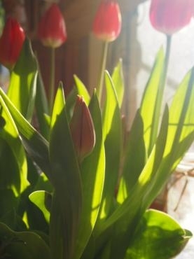 春のチューリップと　人気の植物｜「フローリスト飾り屋」　（鹿児島県鹿児島市の花キューピット加盟店 花屋）のブログ