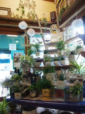 サマーグリーン　のシーズンですね、　　癒されています♪｜「フローリスト飾り屋」　（鹿児島県鹿児島市の花キューピット加盟店 花屋）のブログ