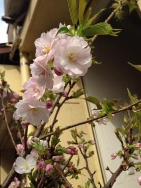 ✿　SAKURA　✿　咲く～｜「フローリスト飾り屋」　（鹿児島県鹿児島市の花キューピット加盟店 花屋）のブログ
