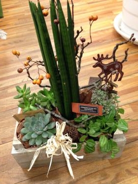 ＴＡＮＩＫＵ　PLANTS｜「フローリスト飾り屋」　（鹿児島県鹿児島市の花キューピット加盟店 花屋）のブログ