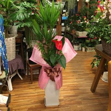 人気の観葉植物も４月、シーズンです！｜「フローリスト飾り屋」　（鹿児島県鹿児島市の花キューピット加盟店 花屋）のブログ