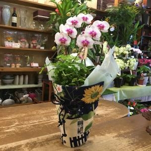 初夏の花と緑で　素敵な贈り物に✿｜「フローリスト飾り屋」　（鹿児島県鹿児島市の花キューピット加盟店 花屋）のブログ