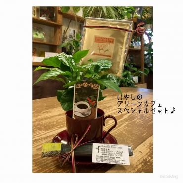 植物の力で♪　KAZARIYA『いやしのグリーンカフェ』｜「フローリスト飾り屋」　（鹿児島県鹿児島市の花キューピット加盟店 花屋）のブログ