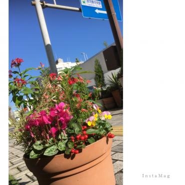 秋の彩りお届けいたしました(*^-^*)｜「フローリスト飾り屋」　（鹿児島県鹿児島市の花キューピット加盟店 花屋）のブログ