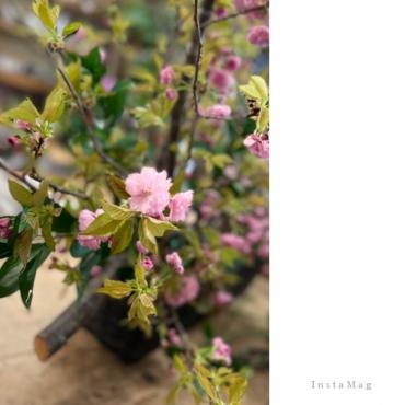 桜の季節、　粋な贈り物・・・｜「フローリスト飾り屋」　（鹿児島県鹿児島市の花キューピット加盟店 花屋）のブログ
