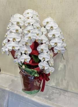 御祝に胡蝶蘭お届け致しました。｜「フローリスト飾り屋」　（鹿児島県鹿児島市の花キューピット加盟店 花屋）のブログ