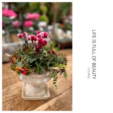 冬の花だより・・・｜「フローリスト飾り屋」　（鹿児島県鹿児島市の花キューピット加盟店 花屋）のブログ