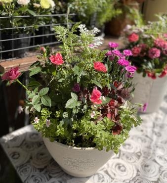 植え替えなしの「寄せ植え」も人気です。｜「フローリスト飾り屋」　（鹿児島県鹿児島市の花キューピット加盟店 花屋）のブログ