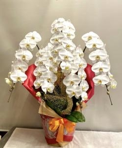 立派な胡蝶蘭のお届けさせて頂きました。｜「フローリスト飾り屋」　（鹿児島県鹿児島市の花キューピット加盟店 花屋）のブログ