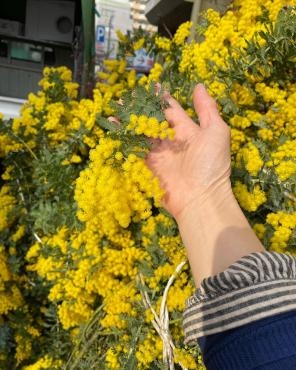 幸せのお福分けに　春を告げる花ｍｉｍｏsa｜「フローリスト飾り屋」　（鹿児島県鹿児島市の花キューピット加盟店 花屋）のブログ