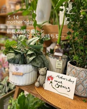 初夏の緑と寄せ鉢セット～ギフトにおすすめ♡｜「フローリスト飾り屋」　（鹿児島県鹿児島市の花キューピット加盟店 花屋）のブログ