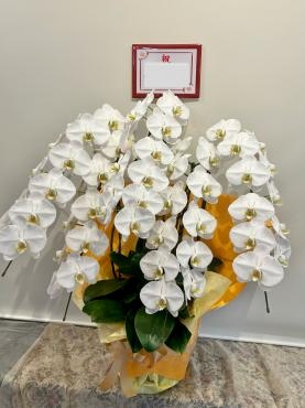 お祝い胡蝶蘭、観葉植物　お届けいたしました。｜「フローリスト飾り屋」　（鹿児島県鹿児島市の花キューピット加盟店 花屋）のブログ