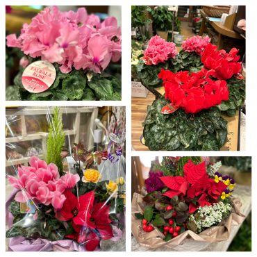冬の花鉢、素敵な笑顔になりますように｜「フローリスト飾り屋」　（鹿児島県鹿児島市の花キューピット加盟店 花屋）のブログ
