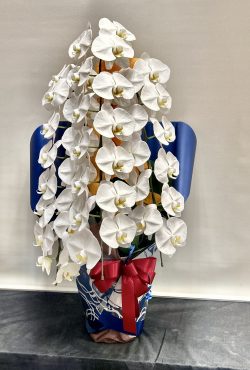 開店の御祝に胡蝶蘭｜「フローリスト飾り屋」　（鹿児島県鹿児島市の花キューピット加盟店 花屋）のブログ