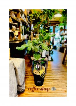 観葉植物coffeeshopに…＆happy　bouquet！｜「フローリスト飾り屋」　（鹿児島県鹿児島市の花キューピット加盟店 花屋）のブログ