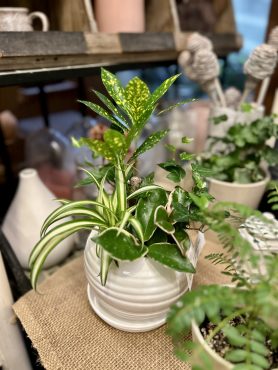観葉植物の季節、お休みのおしらせ｜「フローリスト飾り屋」　（鹿児島県鹿児島市の花キューピット加盟店 花屋）のブログ