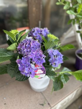 夏の植物たち〇 ◎゜◉。。。