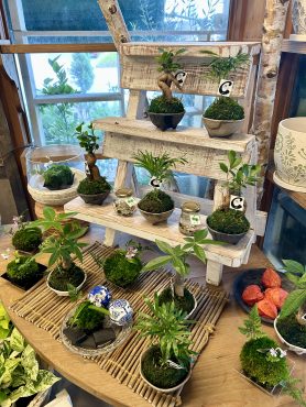 苔玉～まりもちゃんで涼し気に。。。