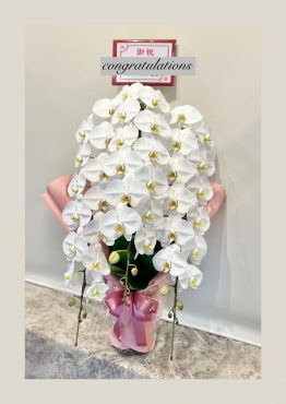 御祝胡蝶蘭、「幸せが飛んでくる」なんて素敵な花言葉！｜「フローリスト飾り屋」　（鹿児島県鹿児島市の花キューピット加盟店 花屋）のブログ