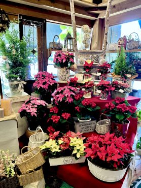 １１．２２いい夫婦の日／連休のお知らせ｜「フローリスト飾り屋」　（鹿児島県鹿児島市の花キューピット加盟店 花屋）のブログ